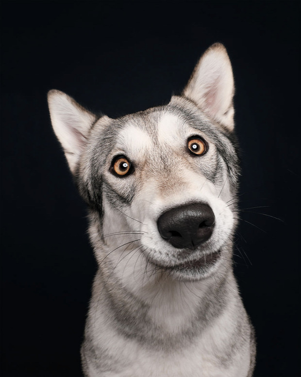 kutya portré