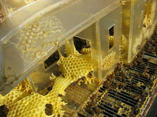 méh lép viasz méz  3D printer