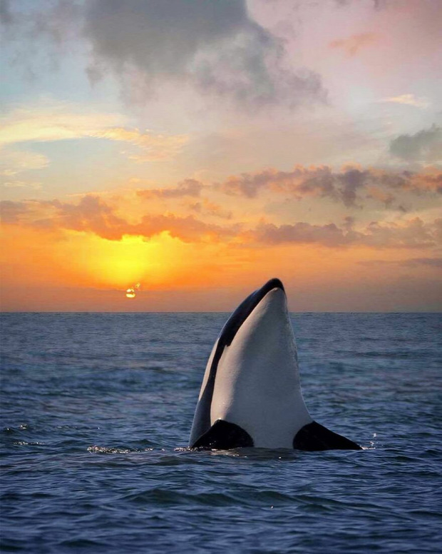 orca kadszárnyú delfin naplemente