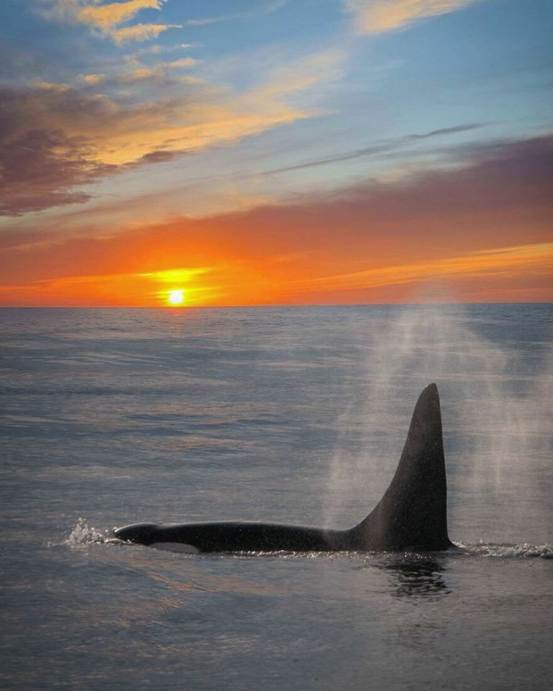 orca kadszárnyú delfin naplemente