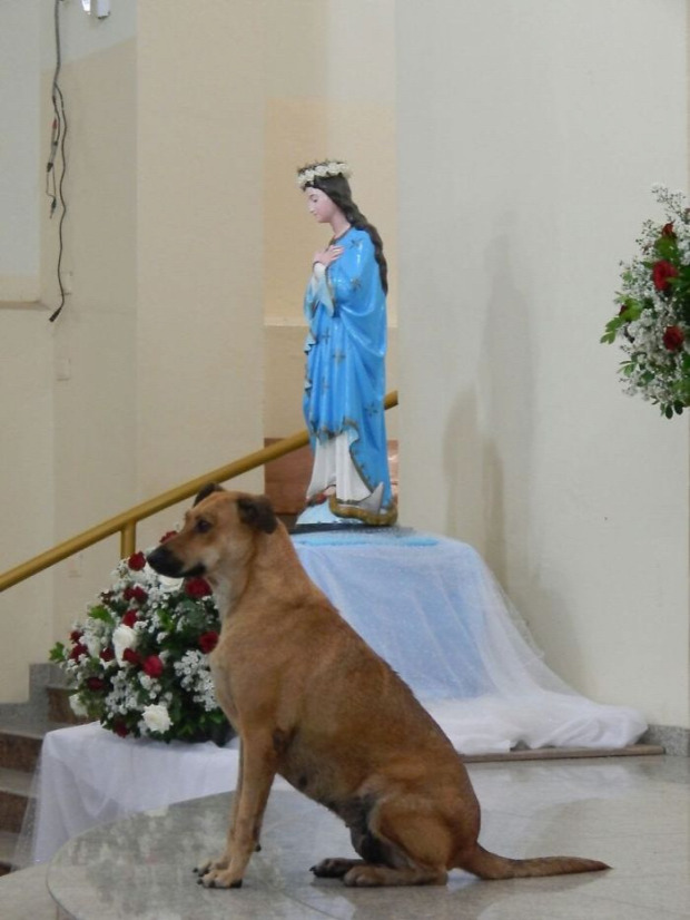 A világ érdekes Brazília pap templom kutya kóbor