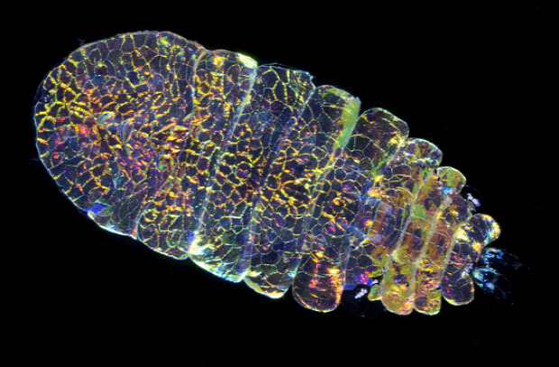 A világ érdekes rák tengeri zafír láthatatlan ultraibolya
