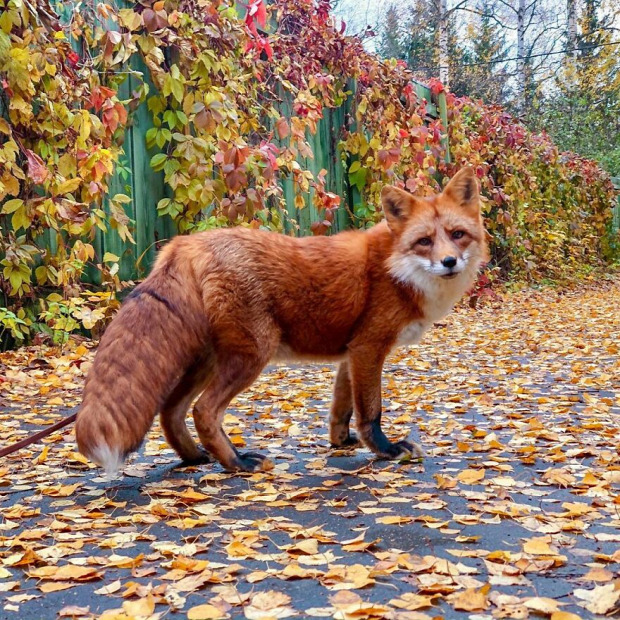 barátság róka megmentés prémfarm