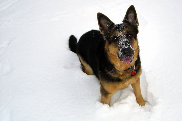 kutya hó