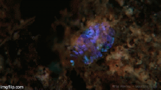 A világ érdekes rák tengeri zafír láthatatlan ultraibolya