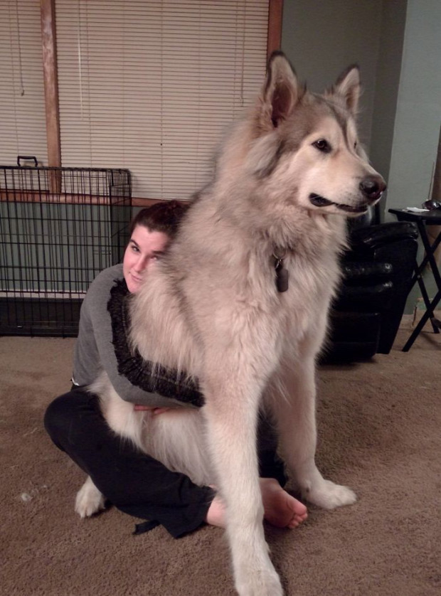 A világ érdekes kutya óriás nagy hatalmas