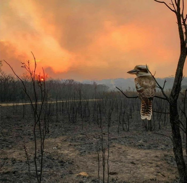 Ausztrália tűz katasztrófa