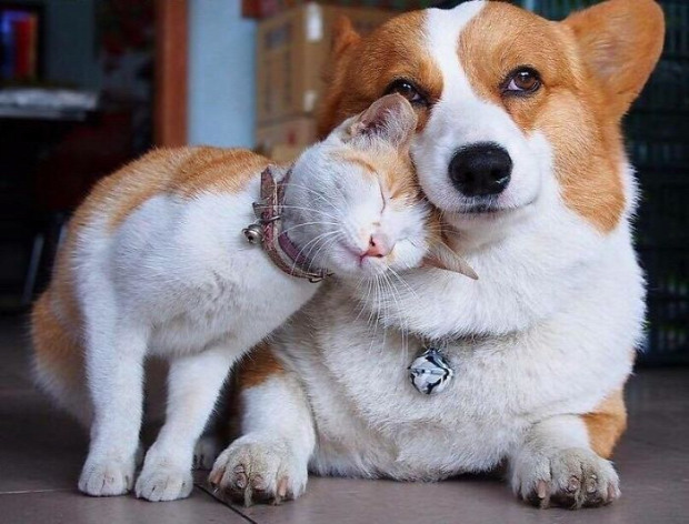 állat kapcsolat barátság