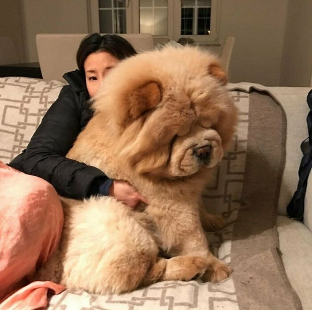 kutya hatalmas óriás