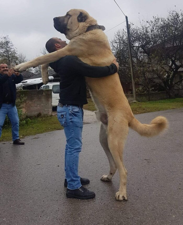 kutya hatalmas óriás