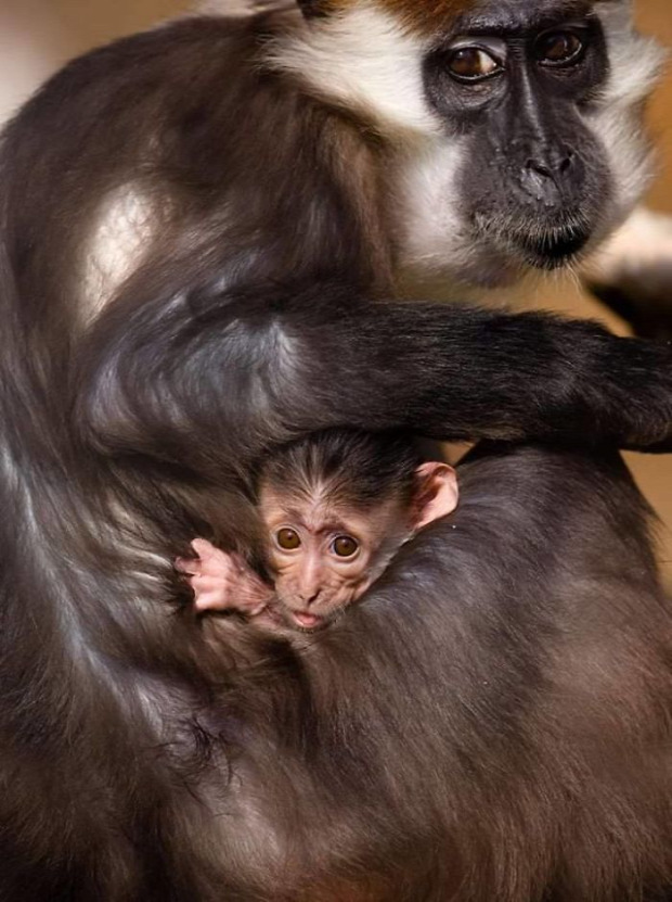 állat szülő gyermek kapcsolat