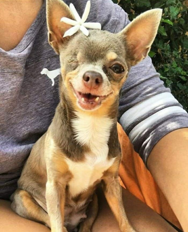 kutya mosoly