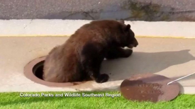 A világ érdekes Colorado Springs csatorna medve maci mackó