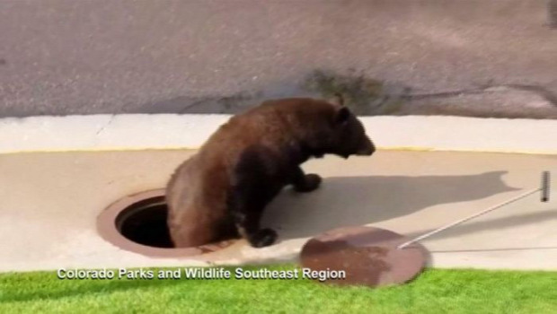 A világ érdekes Colorado Springs csatorna medve maci mackó