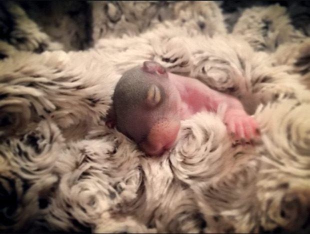 A világ érdekes mókus újszülött