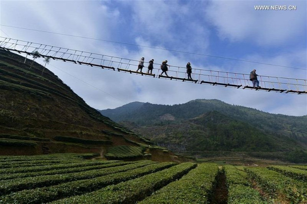 A világ érdekes Kína tea ültetvény híd folyósó légi