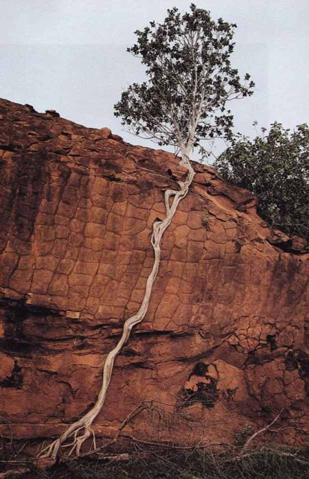 A világ érdekes fa erő élet túlélés szikla beton