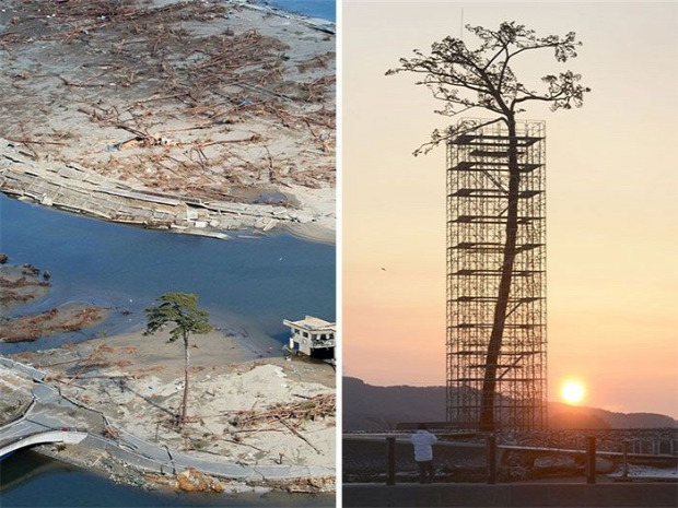 A világ érdekes fa erő élet túlélés szikla beton