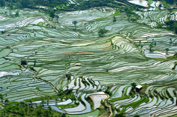 A világ érdekes Kína rízsföld Jüanjang Yuanyang  terasz rízsterasz