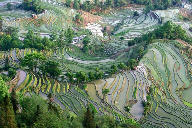 A világ érdekes Kína rízsföld Jüanjang Yuanyang  terasz rízsterasz