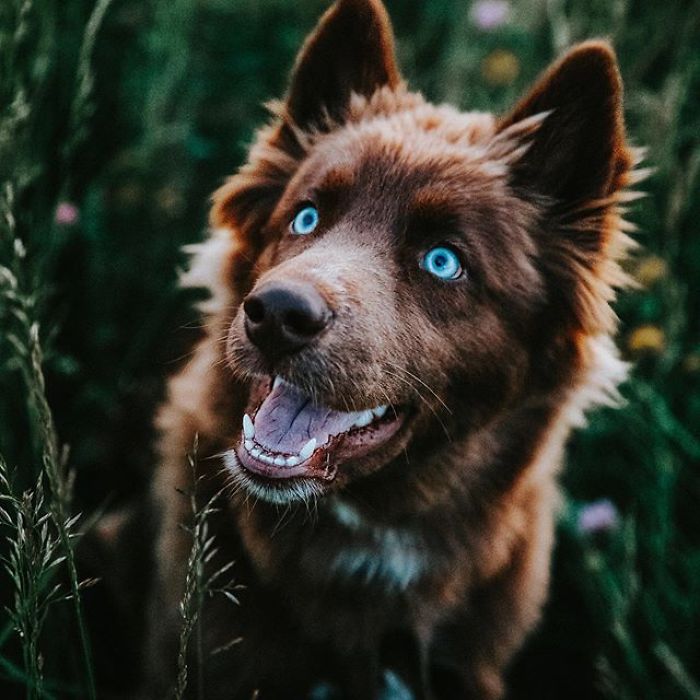 Husky barna