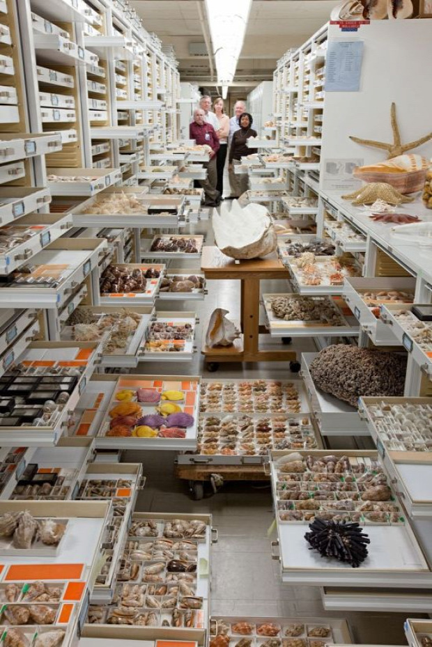 Smitsonian természettudományi múzeum raktár tároló