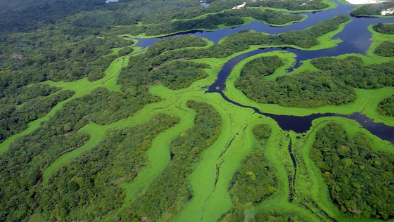 A világ érdekes Rio Negro anavilhanas szigetek áradás esős évszak
