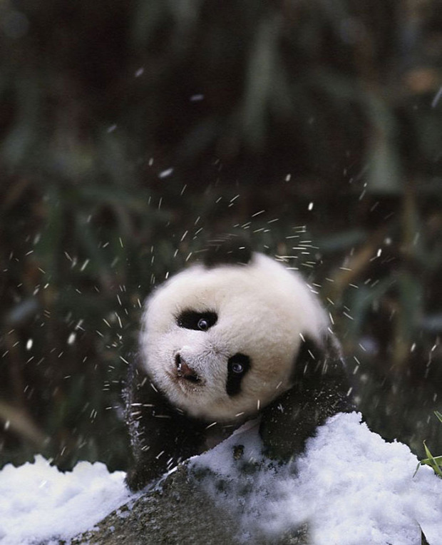 A világ érdekes állat kölyök hó első először találkozás