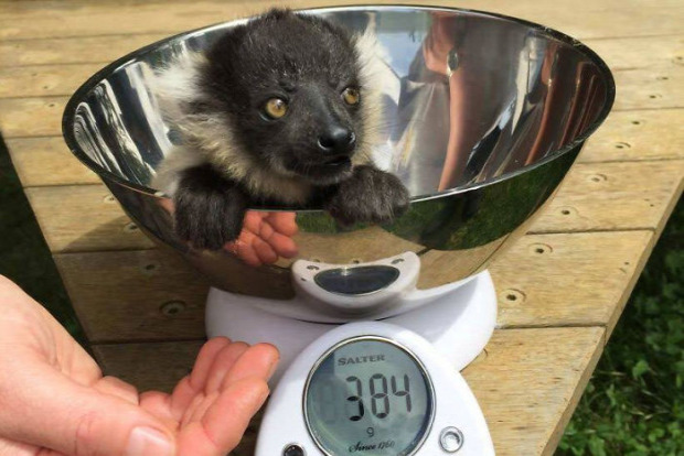 orvos állatorvos állat súly mérés