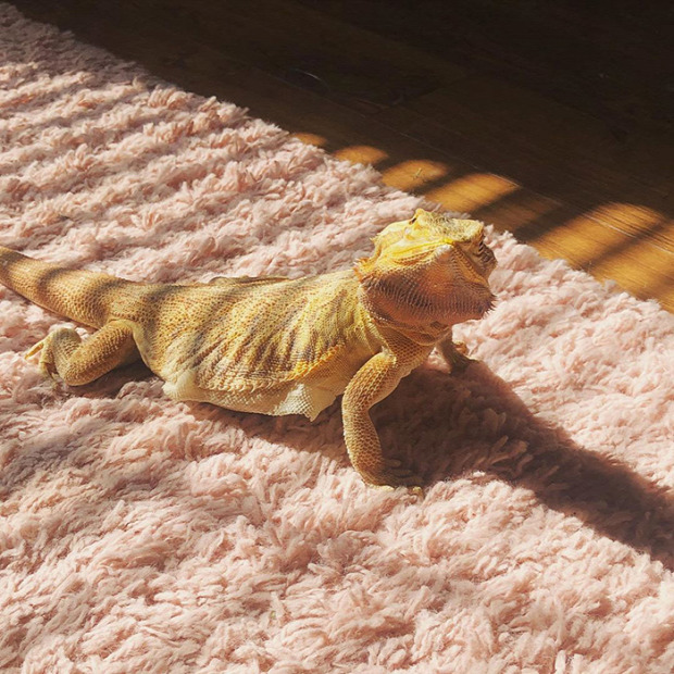 állat napsütés napfürdő