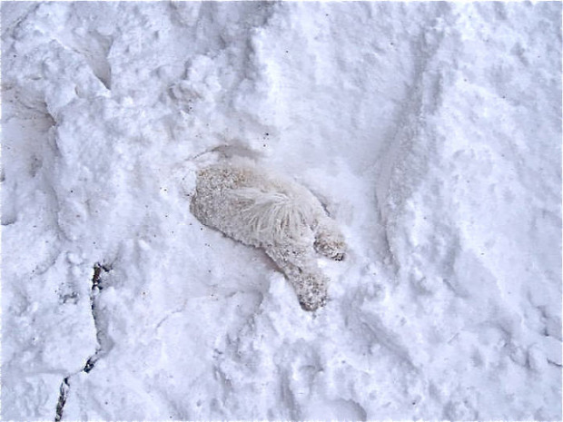 A világ érdekes kölyök kutya hó