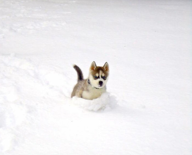 A világ érdekes kölyök kutya hó