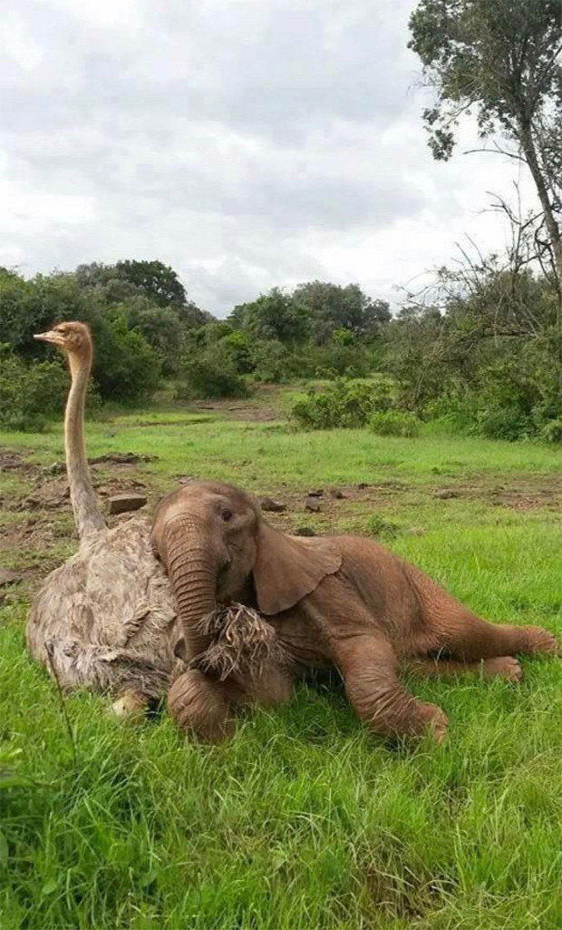 állat kapcsolat barátság
