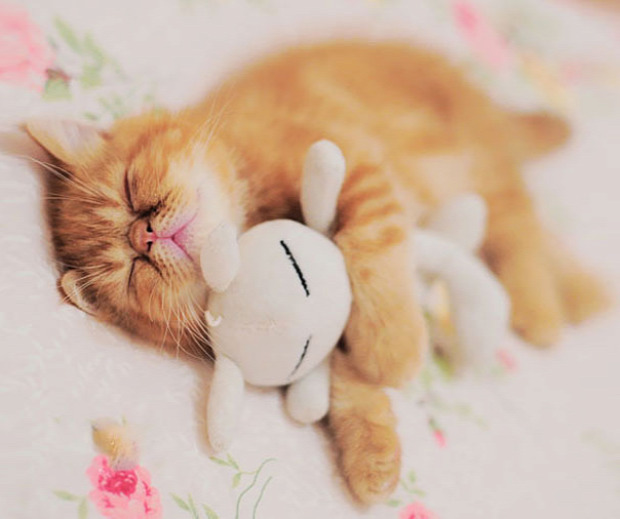 alvás állat plüss maci
