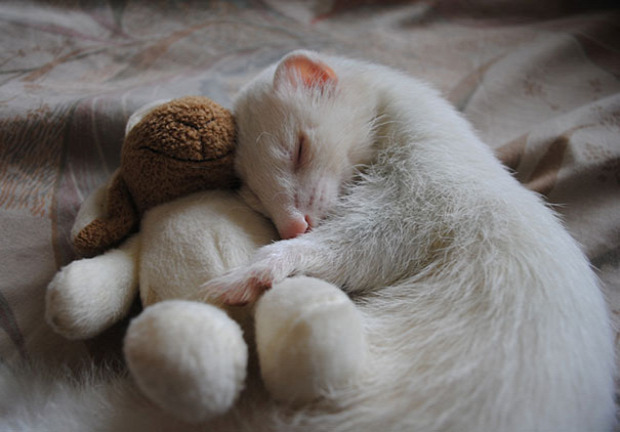 alvás állat plüss maci