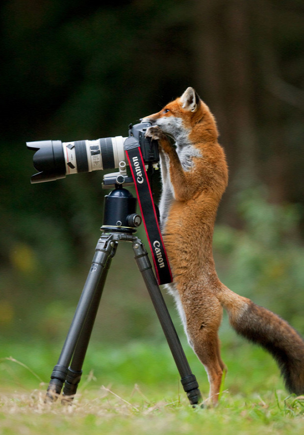 A világ érdekes állat fényképezés