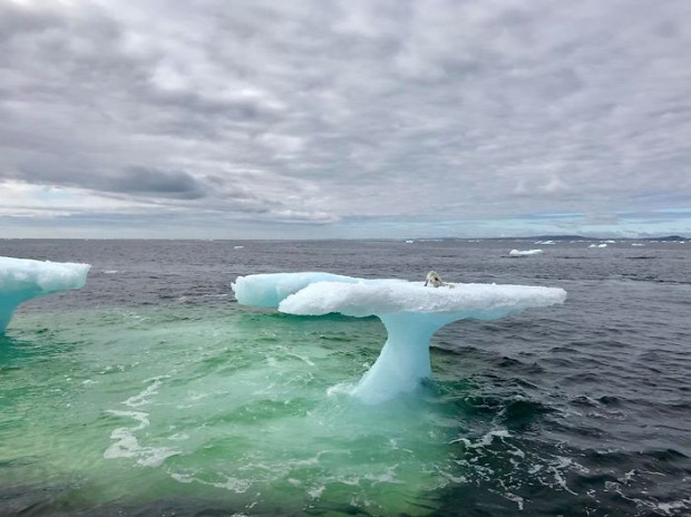 A világ érdekes jéghegy sarki róka mentés rákhalász hajó