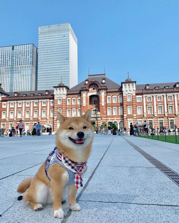 kutya Tokió mosolyog vigyorog Shiba Inu