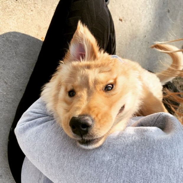 kutya  Golden Retriever fül egyszarvú unikornis