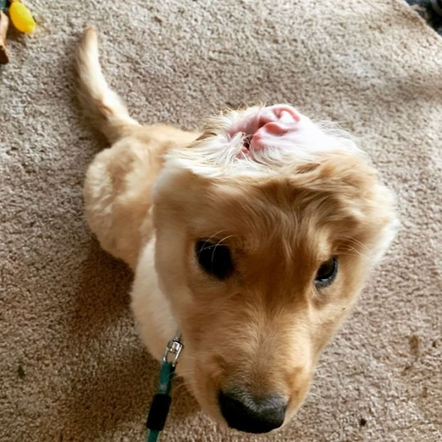 kutya  Golden Retriever fül egyszarvú unikornis