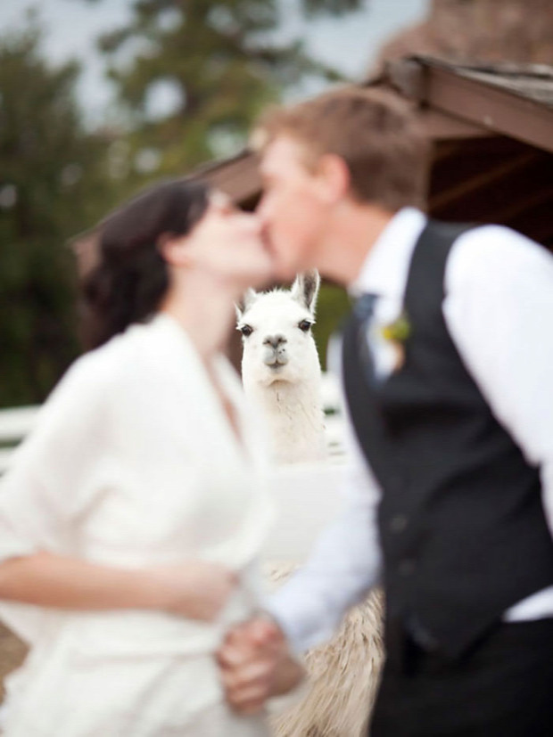 A világ érdekes romantika állat  esküvő lánykérés