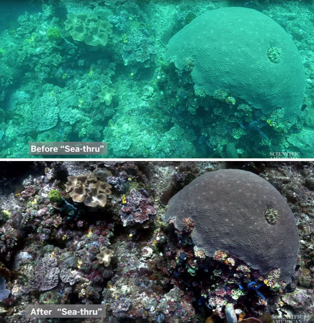 A világ érdekes tenger ócceán vízalatt fotó Szín helyes algoritmus