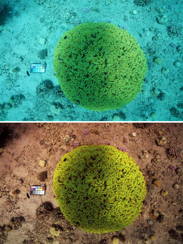 A világ érdekes tenger ócceán vízalatt fotó Szín helyes algoritmus