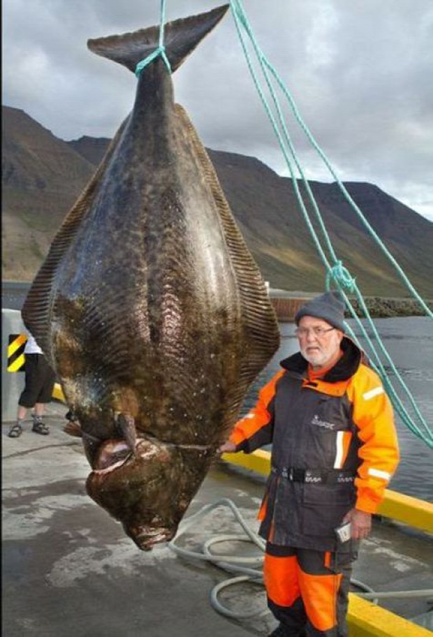 A világ érdekes hal horgász fogás zsákmány