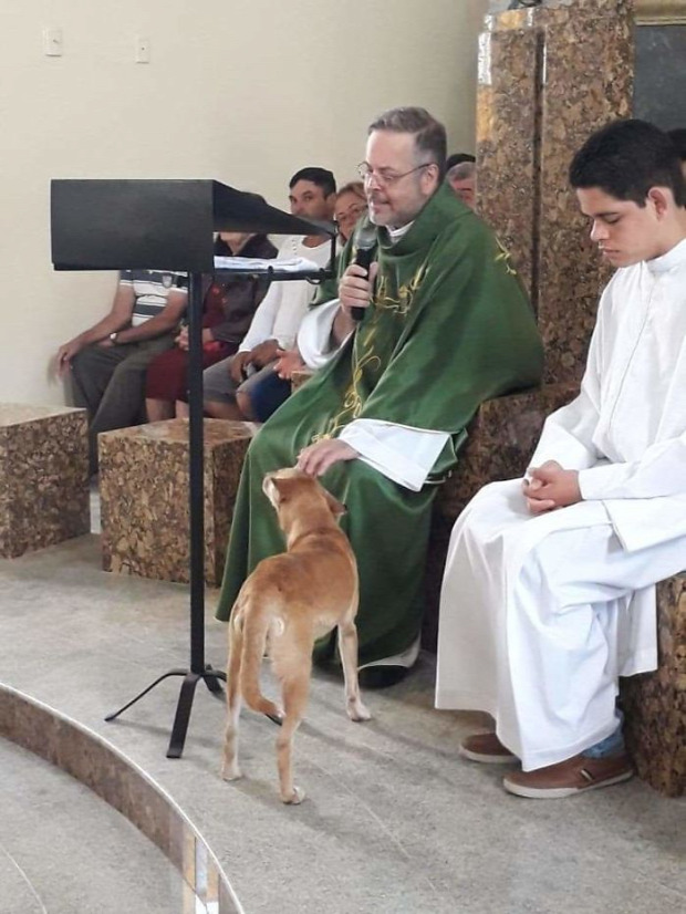 A világ érdekes Brazília pap templom kutya kóbor