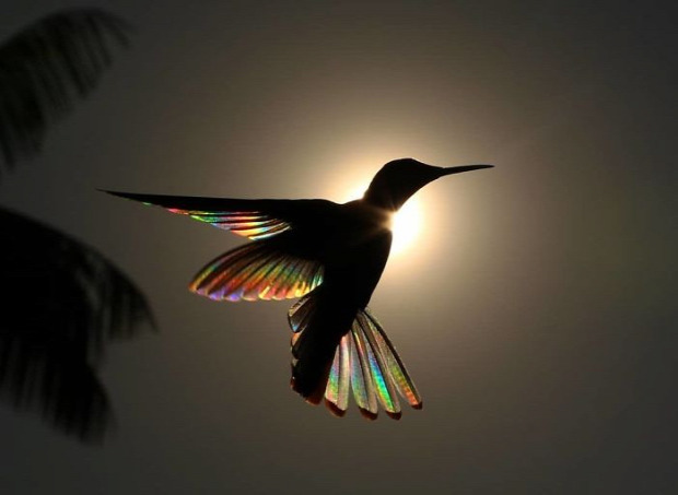 A világ érdekes kolibri szárny szivárvány