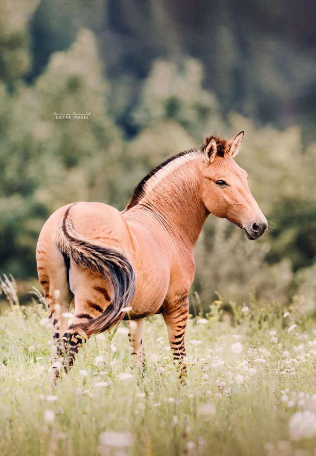 A világ érdekes zebra ló zebló