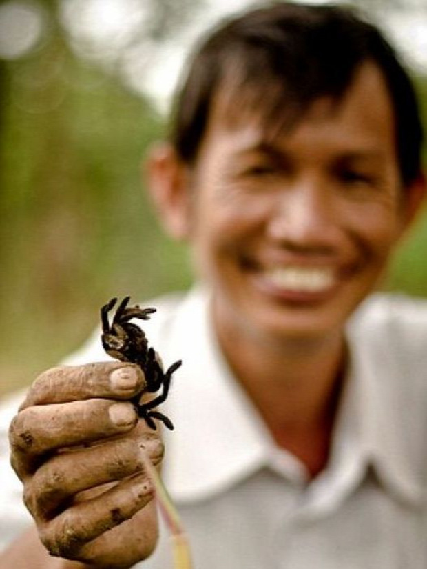 A világ érdekes Kambodzsa madárpók tarantula gyerek csemege