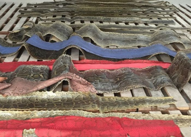 Isten állatkertje csempész Kína kígyó bőr piton