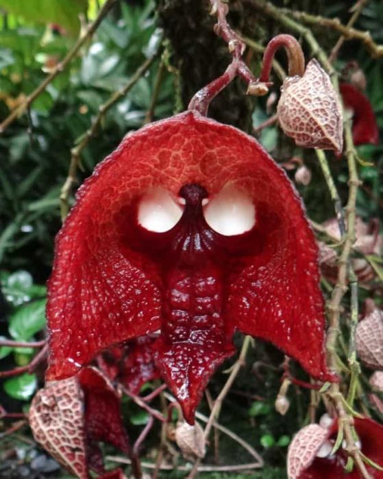 A világ érdekes növény virág rémisztő ijesztő